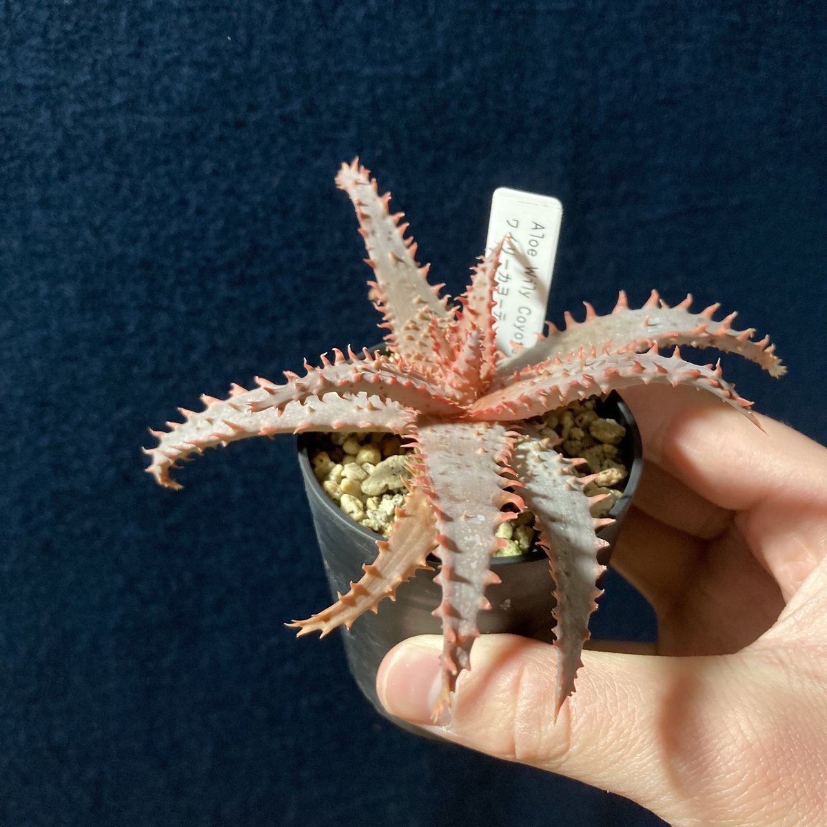 アロエ　ワイリーコヨーテ アロエ ワイリーカヨーテ Aloe 