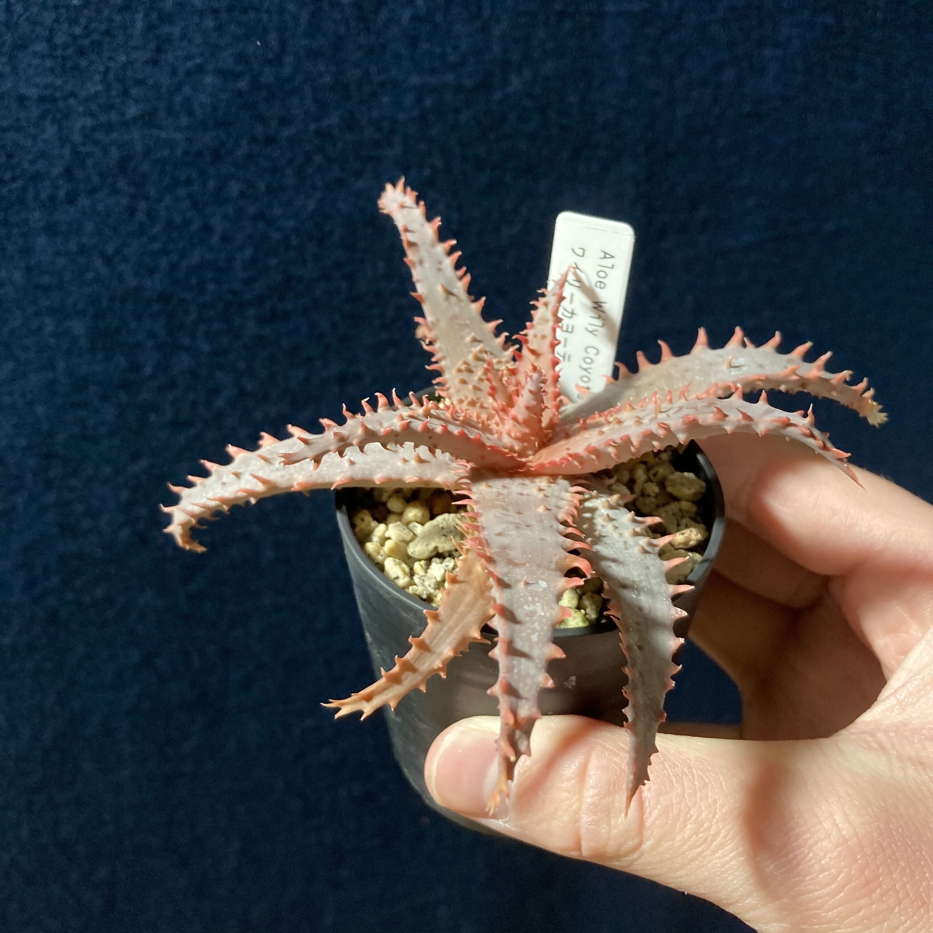 アロエ ワイリーカヨーテ Aloe 