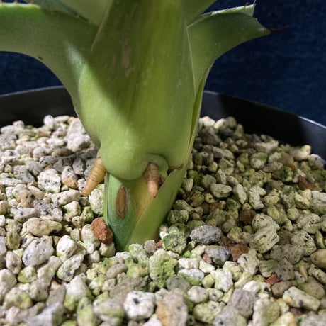 アガベ フェロックス “ギガンティア” 平尾氏輸入株　Agave salmiana v.ferox “Gigantia”　Mr.HIRAO