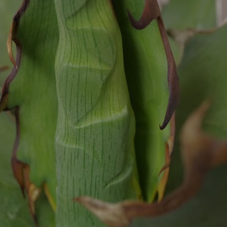 アガベ  キシロナカンサ  ‘ブルー’ 　強刺・短葉　／　Agave  xylonacansa “Blue”