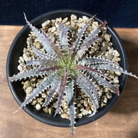 ディッキア フォステリアナ　 Dyckia fosteriana