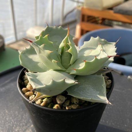 【厚葉・青白肌】アガベ イシスメンシス　Agave isthmensis