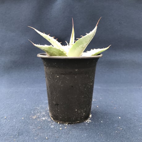 アガベ  パラサナ　特幅広葉　／　Agave  parrasana　Wide Type