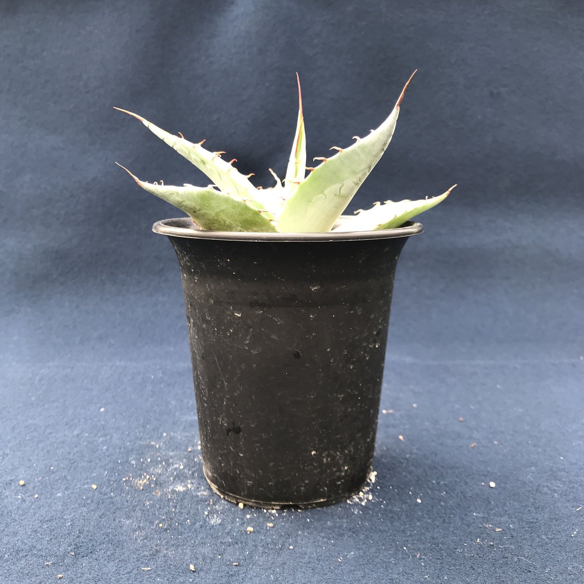 アガベ パラサナ 特幅広葉 ／ Agave parrasana Wide Type | r