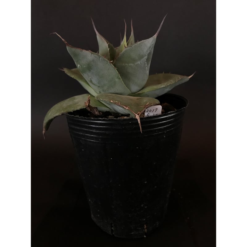 hai__se様用 アガベ シャウイ ミュータント クローン Agave shawi hai__se様用 アガベ シャウイ ミュータント クローン Agave shawi