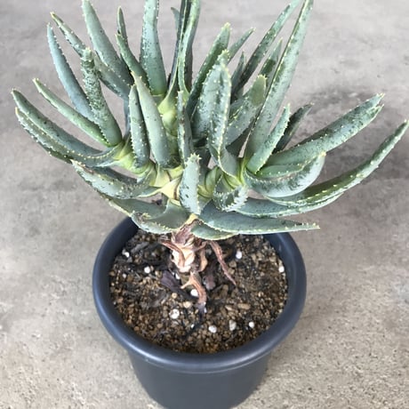 アロエ   ラモシシマ   五分頭　 Aloe  ramosissima