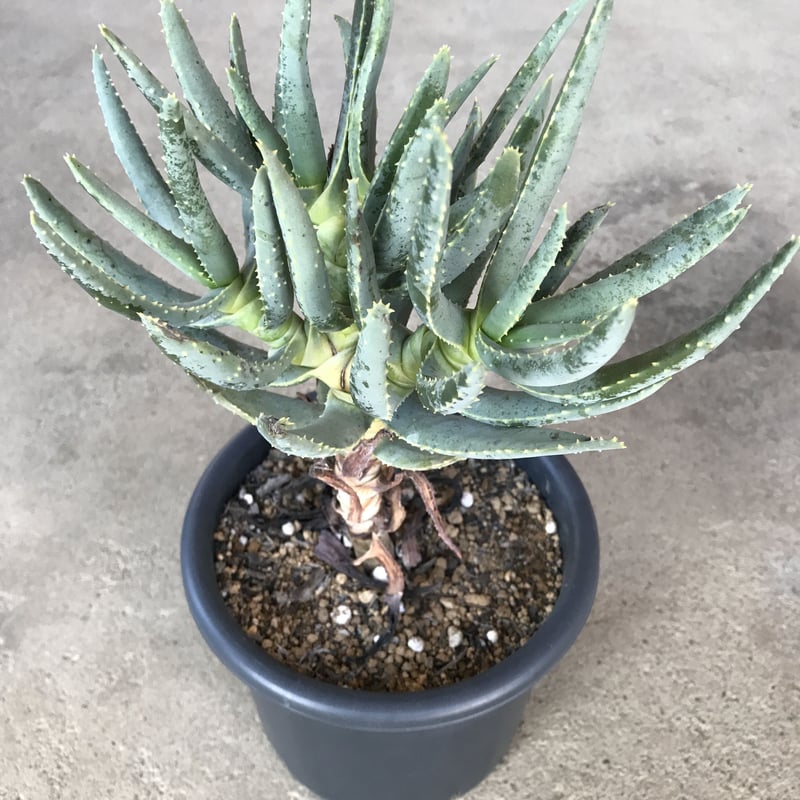 現品】アロエ・ラモシシマ/ラモシッシマ（別名：羅紋錦） 7号白鉢（1）