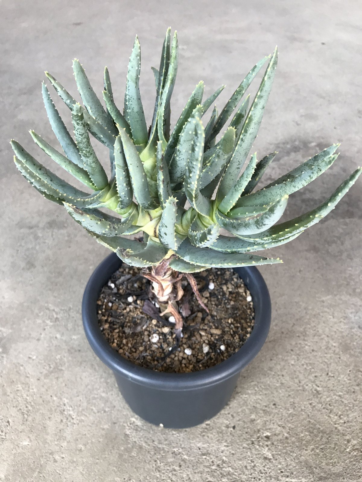 アロエ・ラモシシマ 7分頭② アロエ ラモシシマ 五分頭 Aloe