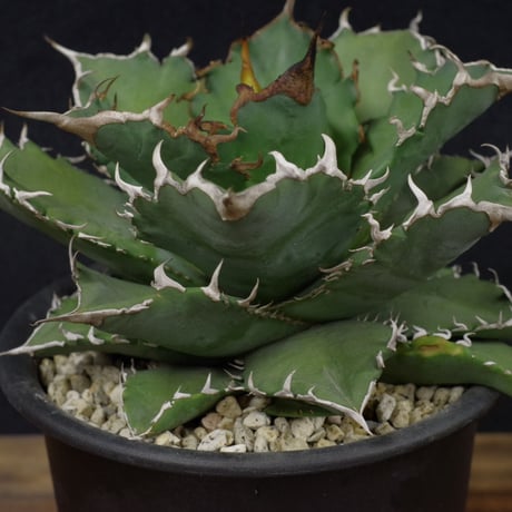 アガベ　チタノータ　Agave　titanota