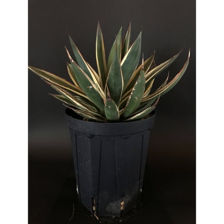 アガベ　❛スノーグロウ❜　Agave  hyb.  ’Snow Grow’