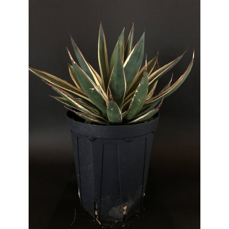 アガベ ❛スノーグロウ❜ Agave hyb. 'Snow Grow' | radical
