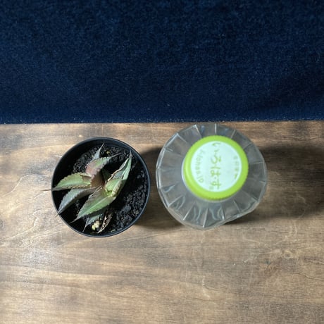 アガベ チタノータ 石化（いしか）　Agave titanota f.caespitosa  　分け株