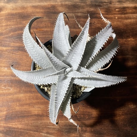 ディッキア マルニエラポストレイ　Dyckia ｍarnier-lapostollei