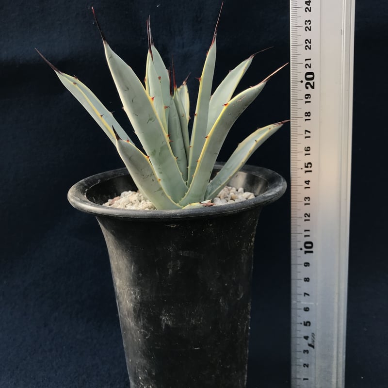 アガベ マクロアカンサ錦 覆輪 Agave macroacantha variegated