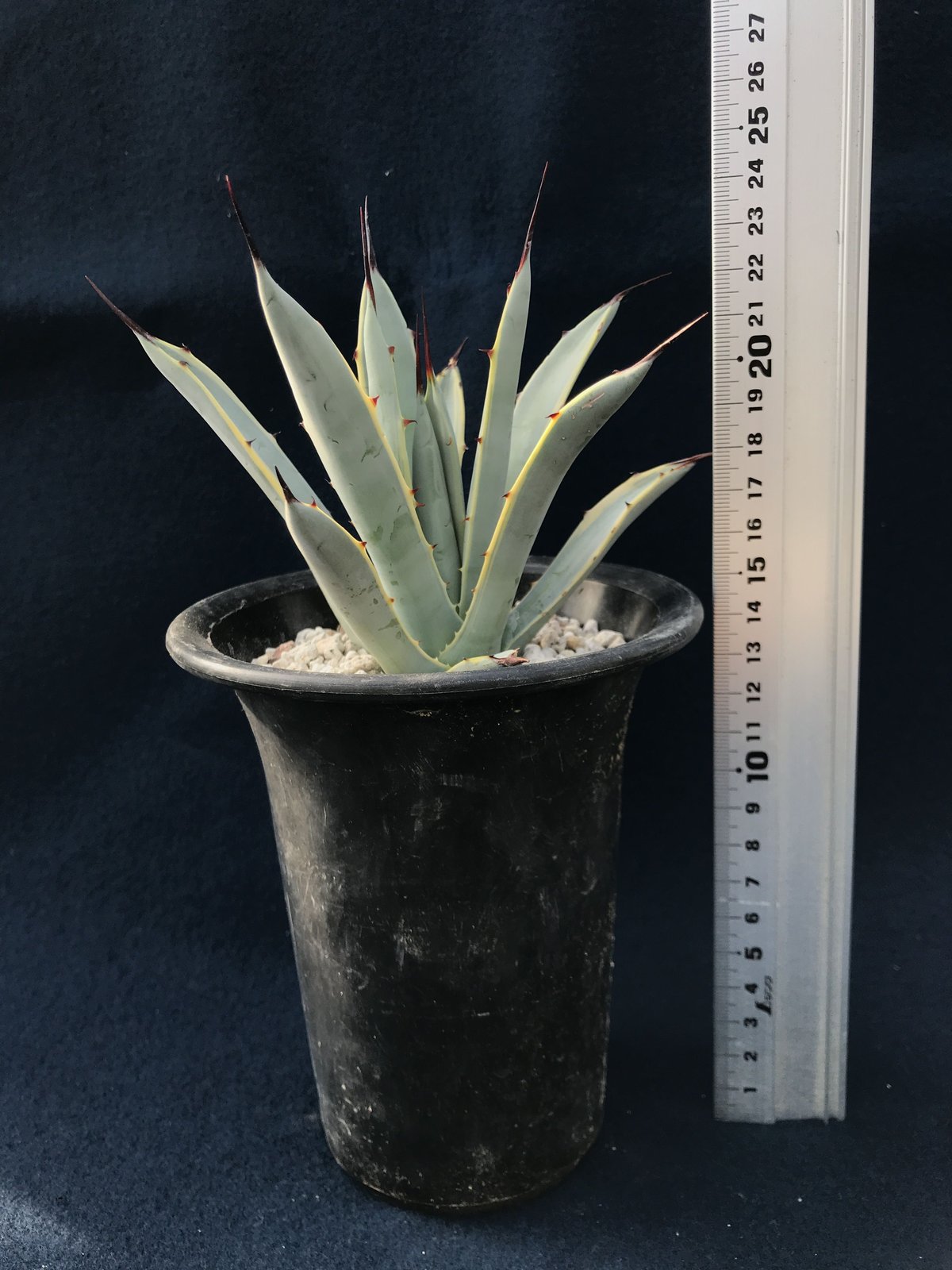 アガベ マクロアカンサ大株