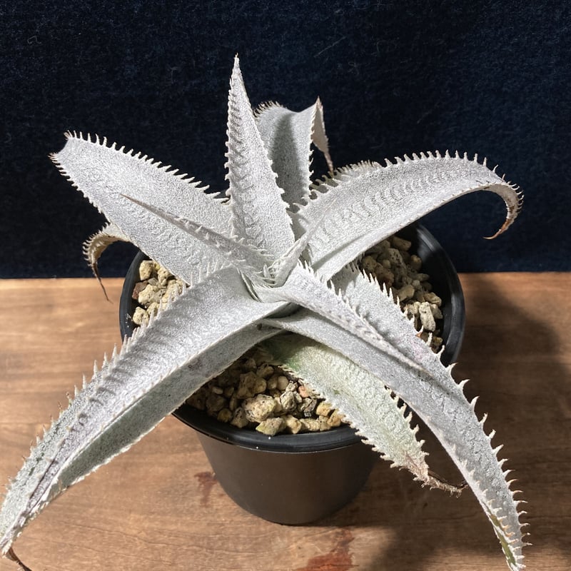 ディッキア マルニエラポストレイ Dyckia marnier-lapostollei | r