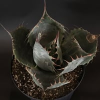 アガベ　❛ファイヤーボール❜　Agave  parrasana  ’Fire ball’