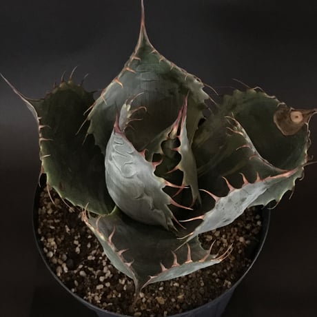 アガベ　❛ファイヤーボール❜　Agave  parrasana  ’Fire ball’