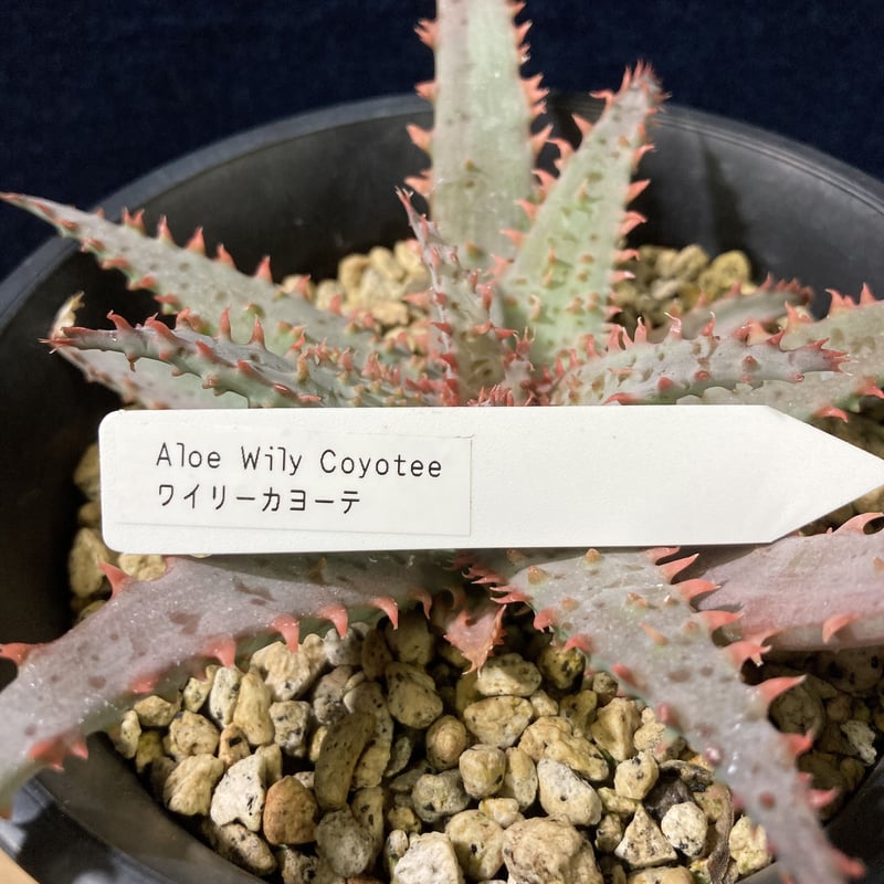 アロエ ワイリーカヨーテ Aloe 