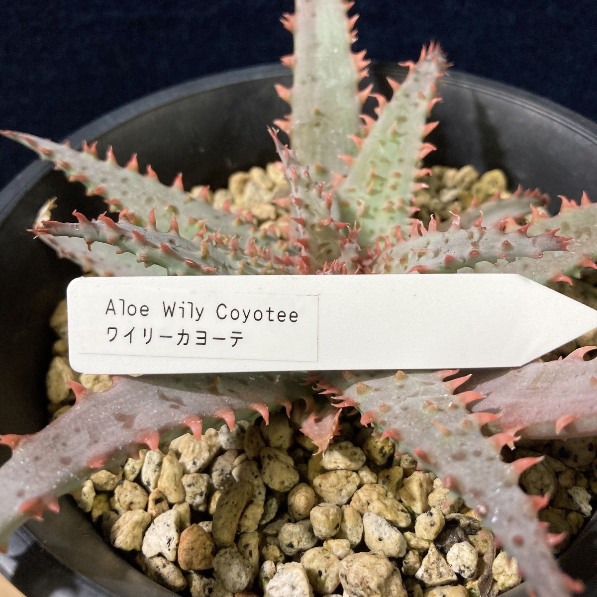 アロエ　ワイリーコヨーテ アロエ ワイリーカヨーテ Aloe 