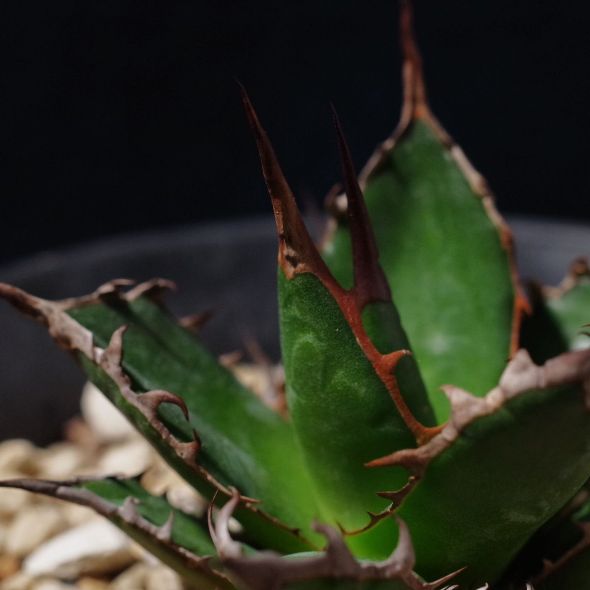 アガベ ギルベイ 極美株 Agave horrida ssp. gilbeyi | radic アガベ ギルベイ 極美株 Agave horrida ssp. gilbeyi | radic