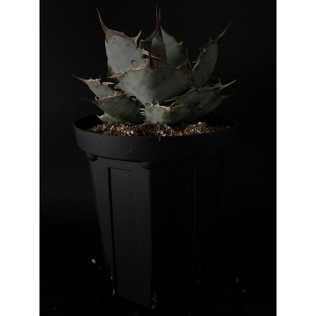 アガベ  チタノータ  Agave titanota    管理 #４