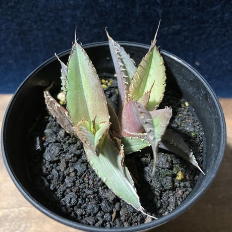 アガベ チタノータ 石化（いしか）　Agave titanota f.caespitosa  　分け株