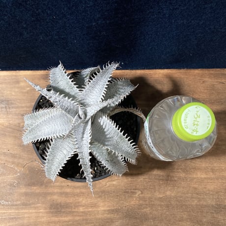 Dyckia ｍarnier-lapostollei v.estevesii WBC2006 Bill Baker　ディッキア  マルニエラポストレイ エステベシー  WBC2006  ビルベイカー