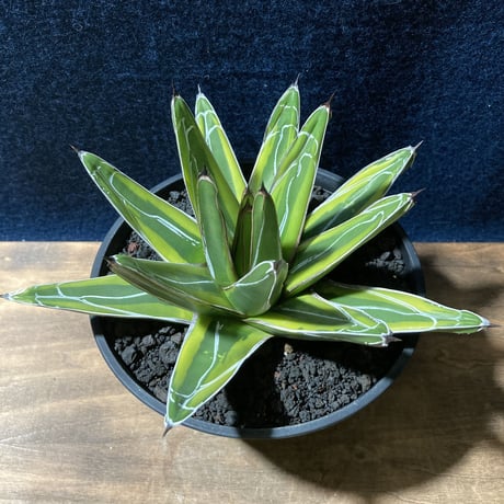 CATEGORY 笹の雪 | radical botanics 