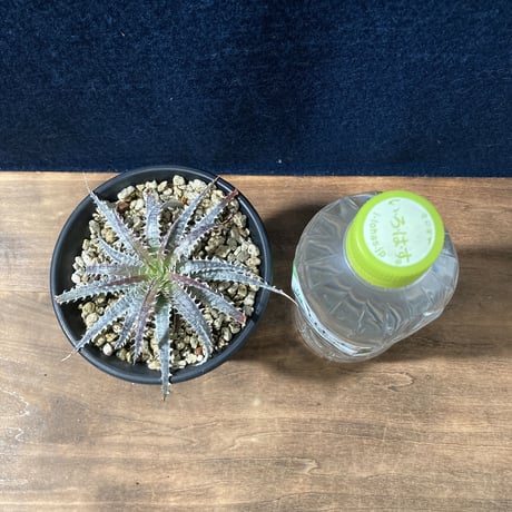 ディッキア フォステリアナ　 Dyckia fosteriana