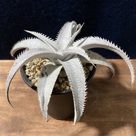 ディッキア マルニエラポストレイ　Dyckia ｍarnier-lapostollei