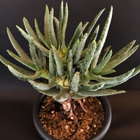 アロエ   ラモシシマ   五分頭　 Aloe  ramosissima