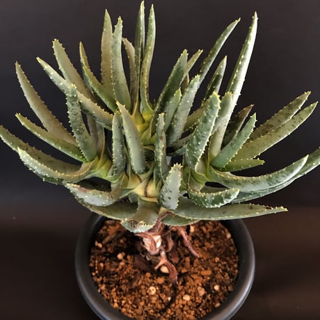 ramosissima | STORES