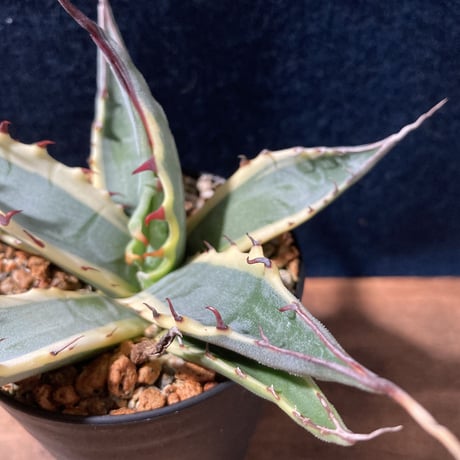 アガベ スカブラ錦 白黄覆輪　Agave scabra f.marginata