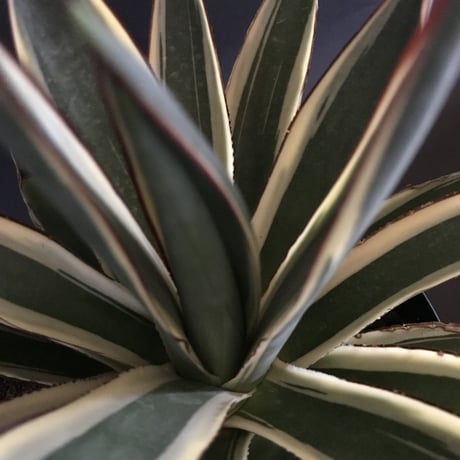 アガベ　❛スノーグロウ❜　Agave  hyb.  ’Snow Grow’