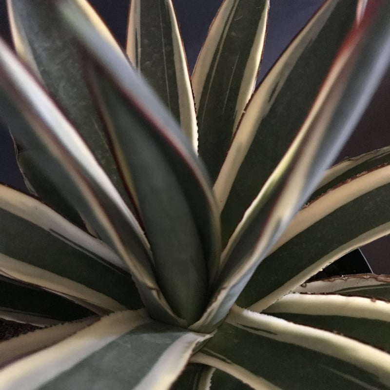 アガベ ❛スノーグロウ❜ Agave hyb. 'Snow Grow' | radical