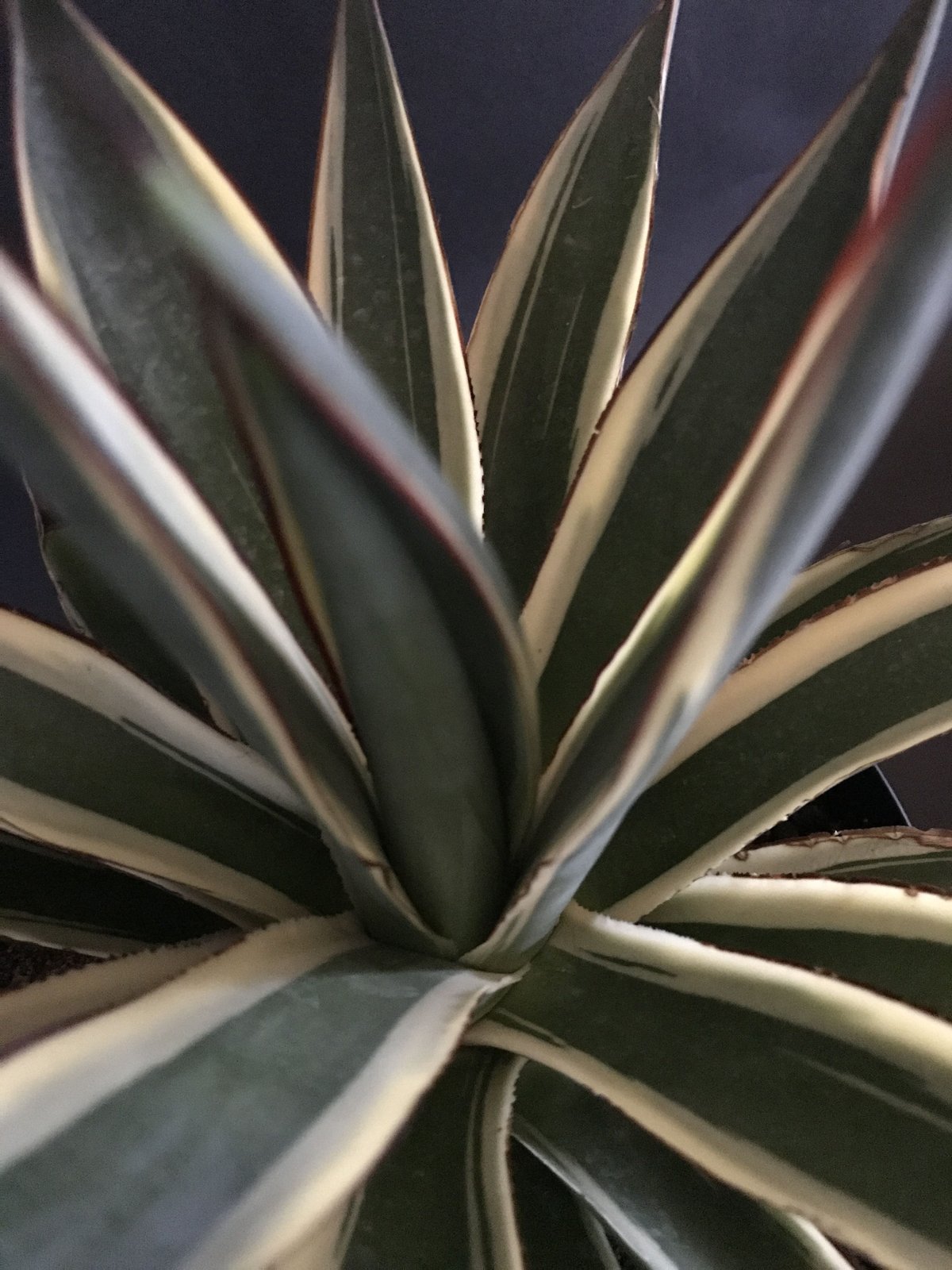 アガベ ❛スノーグロウ❜ Agave hyb. 'Snow Grow' | radical