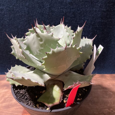 Agave isthmensis × parviflora　　最優良選抜