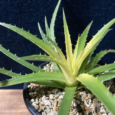 ディッキア パラファット　Dyckia “Pallaphat”