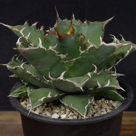 アガベ　チタノータ　Agave　titanota
