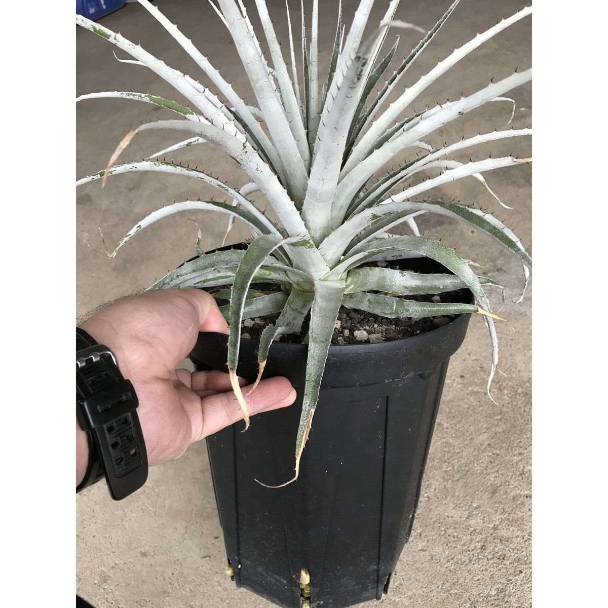 プヤ セルーレア Puya coerulea var. coerulea | radical