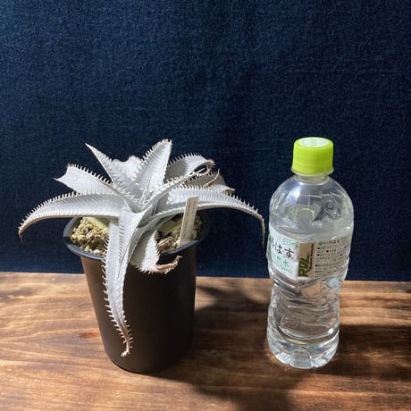 ディッキア マルニエラポストレイ　Dyckia ｍarnier-lapostollei