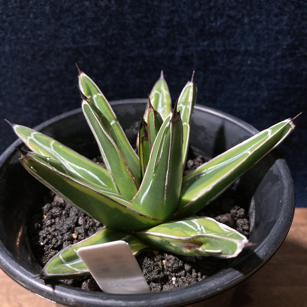 アガベ 笹の雪 濃覆輪 3.5号鉢 | radical botanics