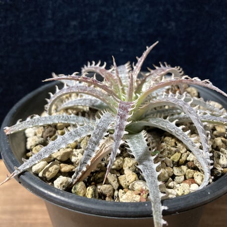 ディッキア フォステリアナ　 Dyckia fosteriana