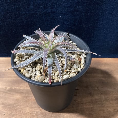 ディッキア フォステリアナ　 Dyckia fosteriana