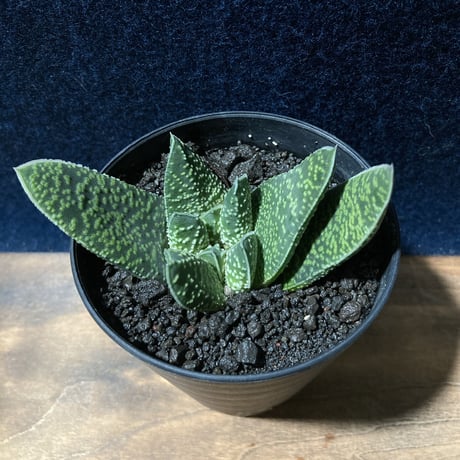 ガステリア 白星竜 モンスト　Gasteria carinata v.verrucosa f.monst.