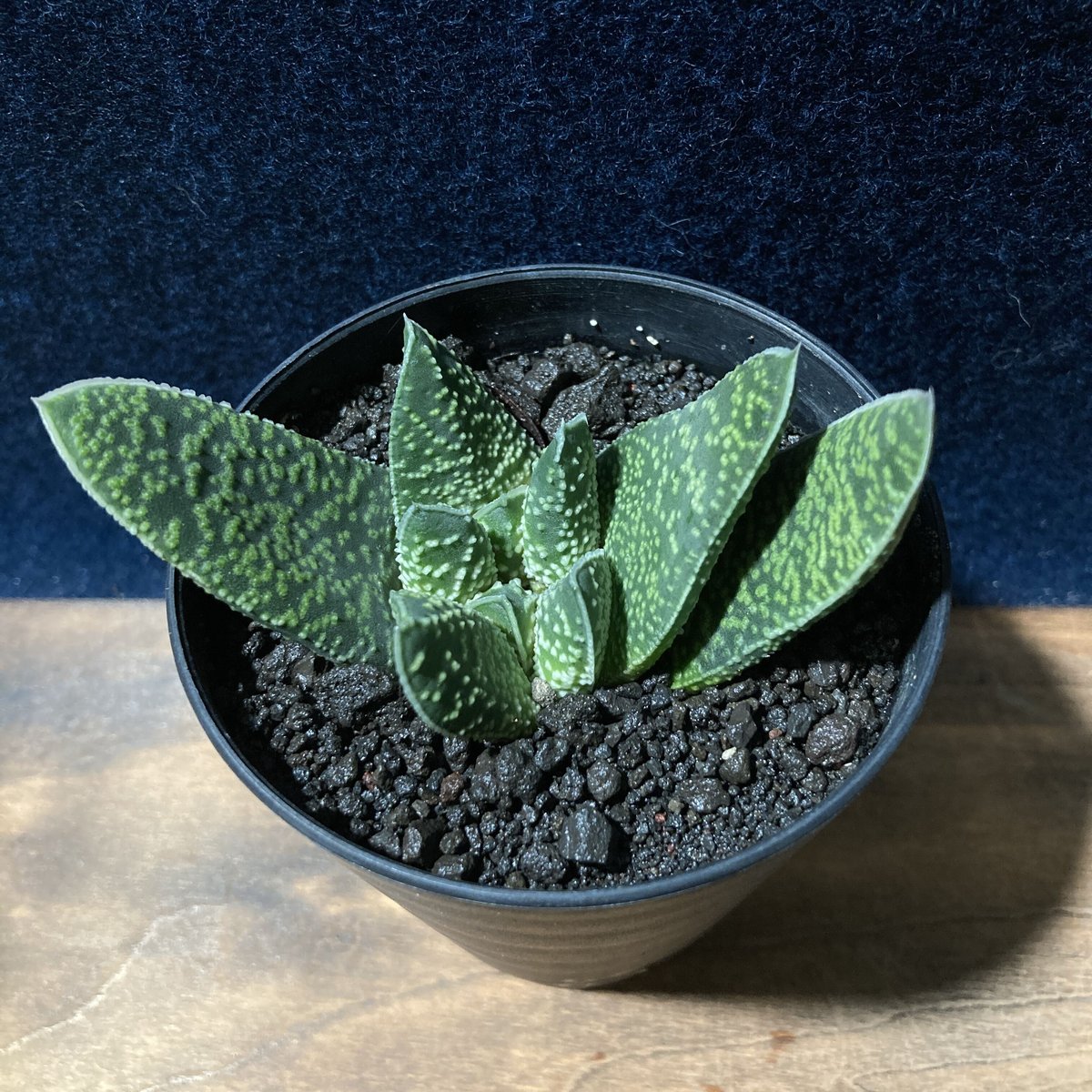 ガステリア 白星竜 モンスト Gasteria carinata v.verrucosa f....