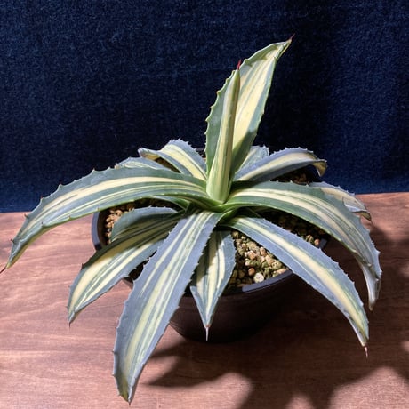 アガベ アメリカーナ 縞黄斑　Agave americana f.striata