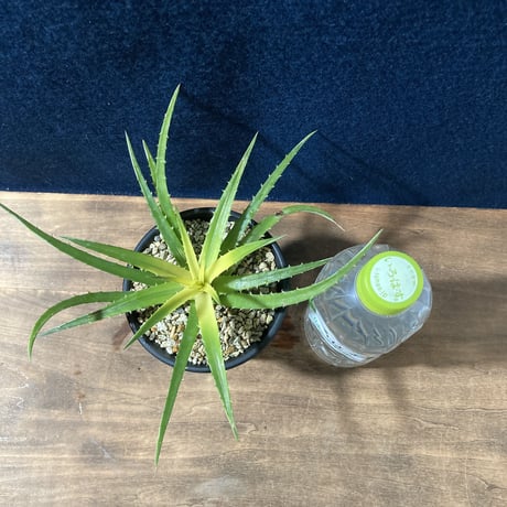 ディッキア パラファット　Dyckia “Pallaphat”