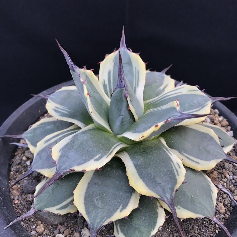 アガベ ❛クリームスパイク❜ Agave applanata 'Cream Spike'